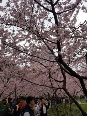 桜を探して（桜花坊を探して）～上海最強の置屋 参考画像