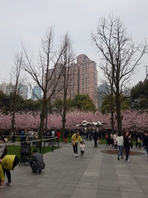 桜を探して（桜花坊を探して）～上海最強の置屋 参考画像